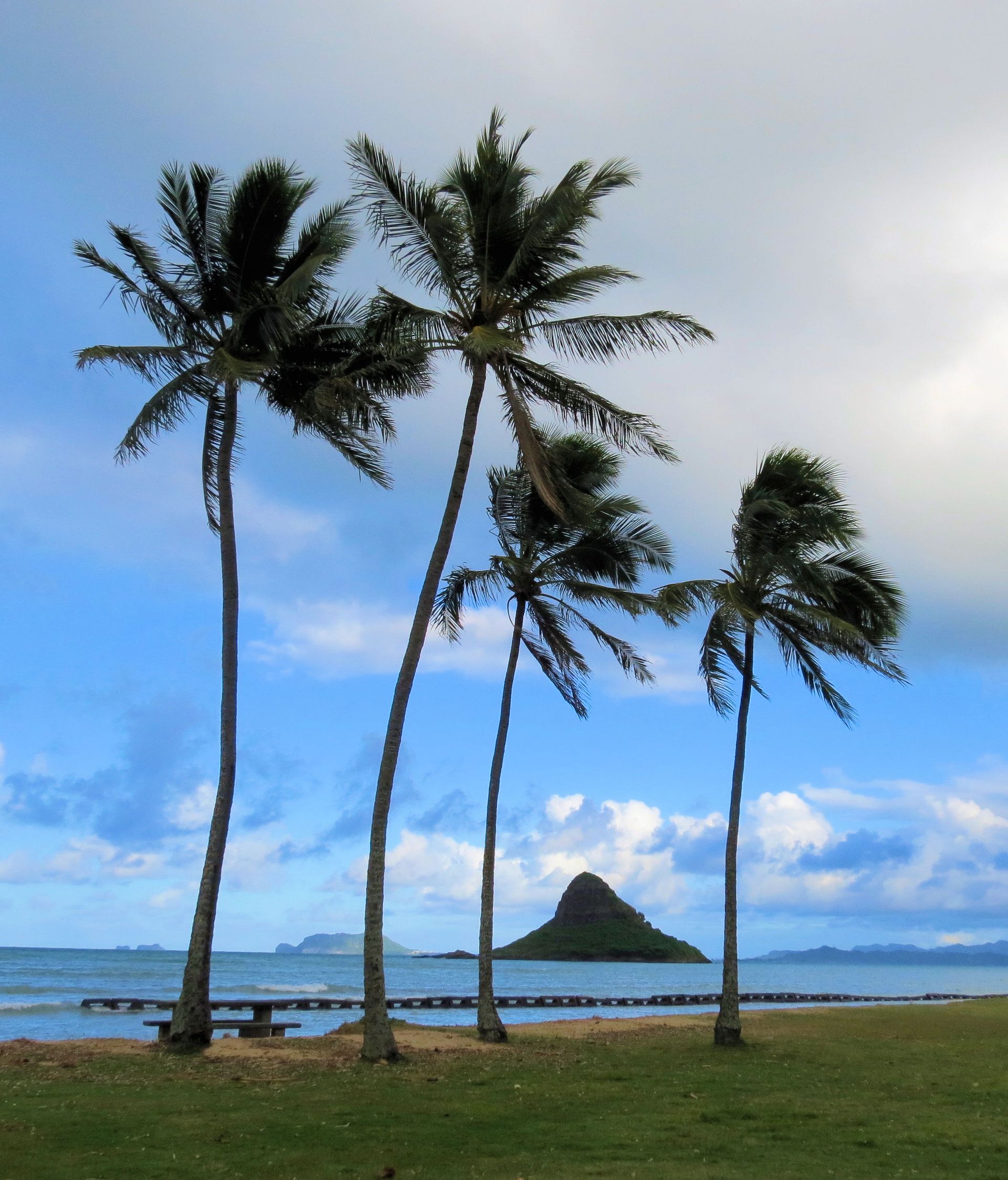 Family gathered around a wooden table outdoors, preparing for a meal. Woman serves salad; strung lights above.