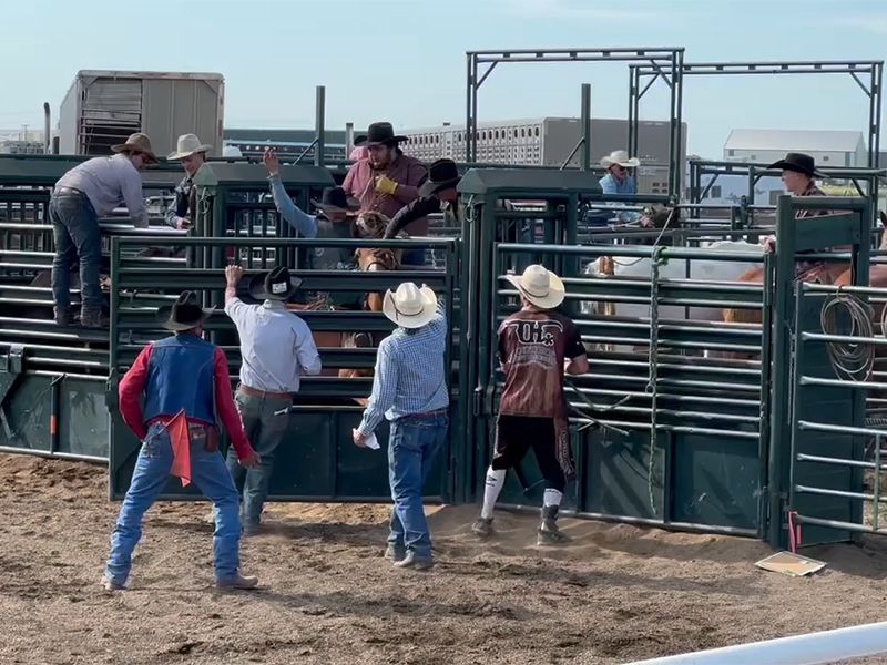 A group of cowboys are standing around a fence watching a bull