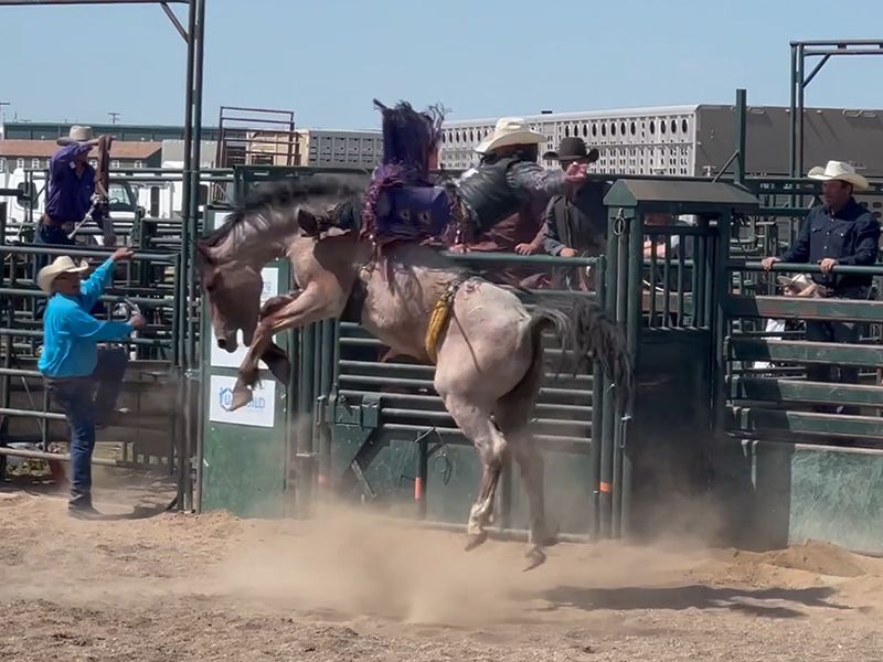 A man is riding a bucking horse at a rodeo