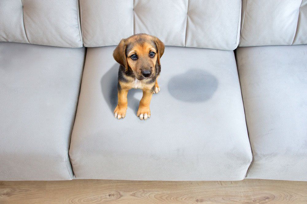 Cute Puppy Sitting Near Wet — North Hollywood, CA — So White Carpet Cleaning LLC