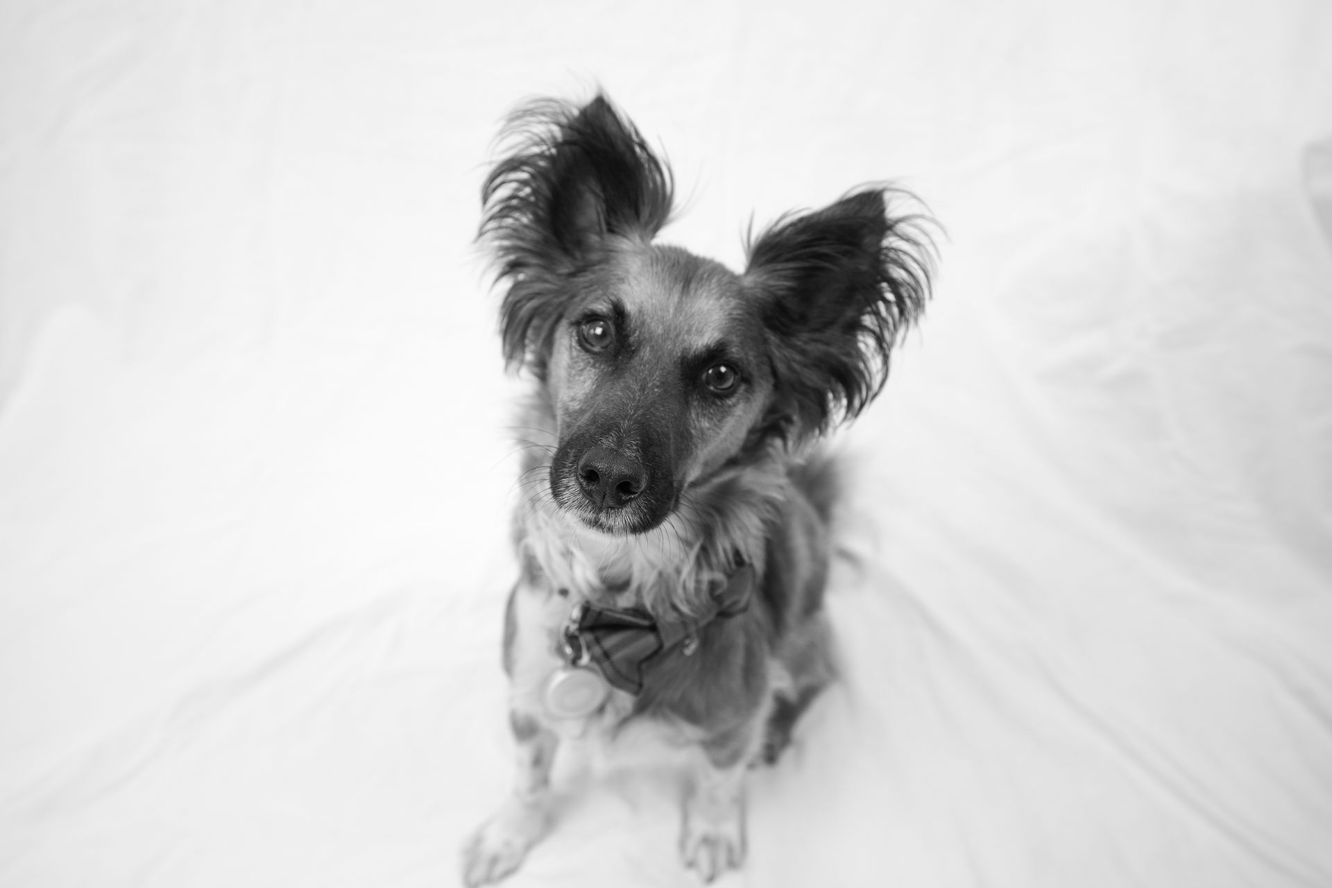 Fred the dog is a friend of Kern Marketing Group