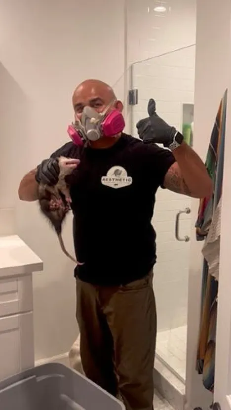 A professional in a respirator and gloves holds a small opossum in a bathroom while giving a thumbs up.
