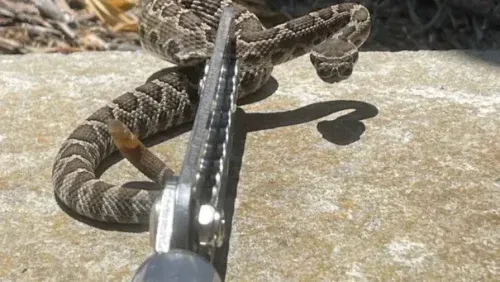 A rattlesnake held in place by a metal snake-handling tong on a flat stone surface.