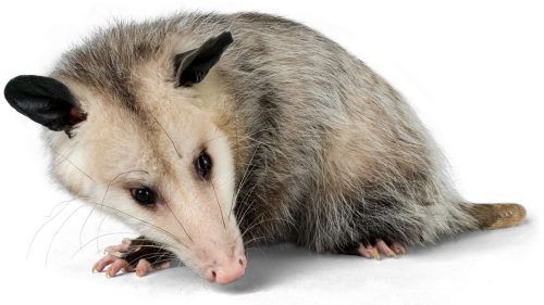 A Virginia opossum with coarse, gray-white fur, dark ears, and a pointed pink nose, facing down against a white background.
