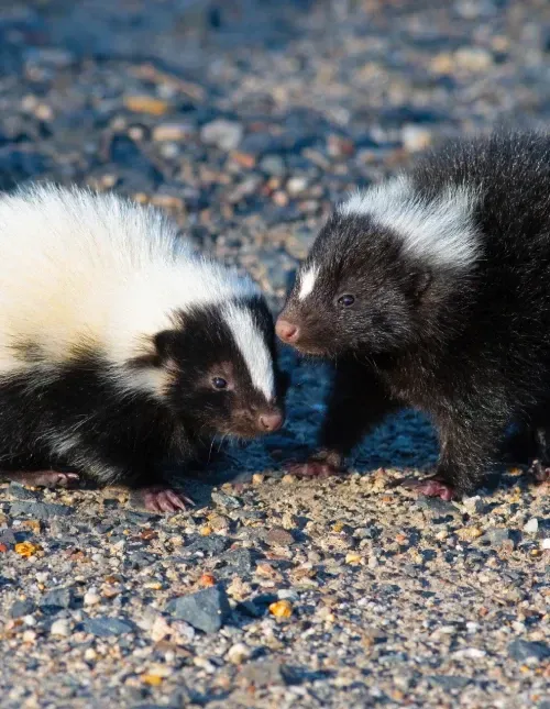 Two young skunks with distinctive black and white fur stand close together on a gravelly surface.
