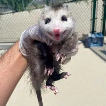 A person holds a small, wide-eyed opossum with a pink nose and mouth open, standing against an outdoor chain-link fence.
