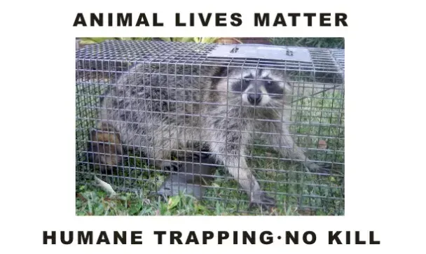 A raccoon sits inside a wire cage on grass. Text above and below reads: ANIMAL LIVES MATTER, HUMANE TRAPPING, NO KILL.