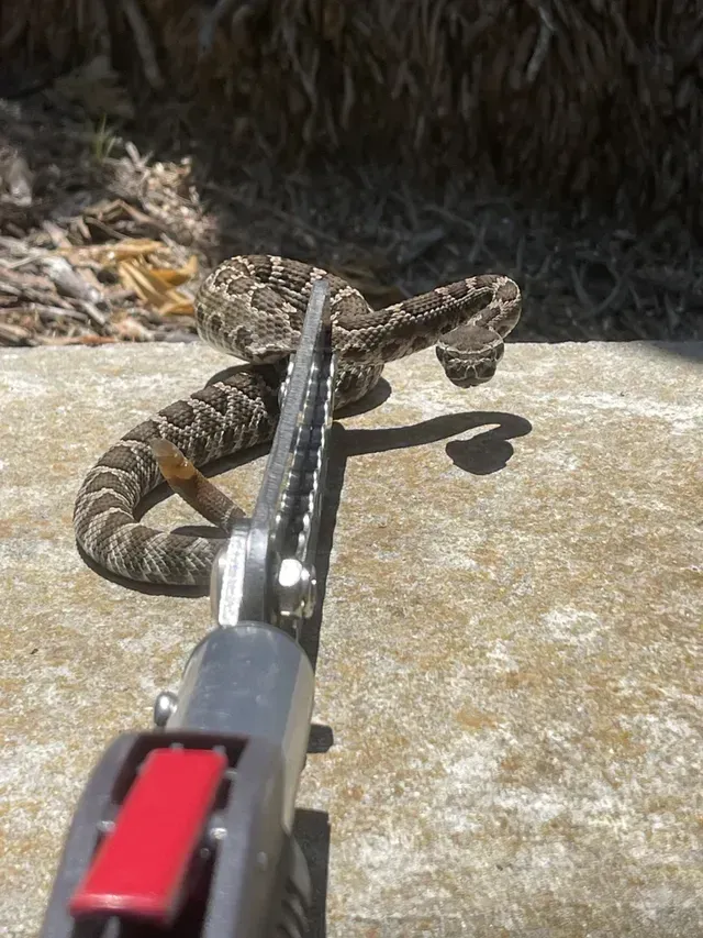 A person uses a long-handled grabber tool to hold a patterned rattlesnake on a concrete surface.