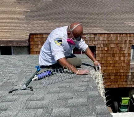 A worker wearing a respirator mask installs bird control spikes along the edge of a residential shingled roof.