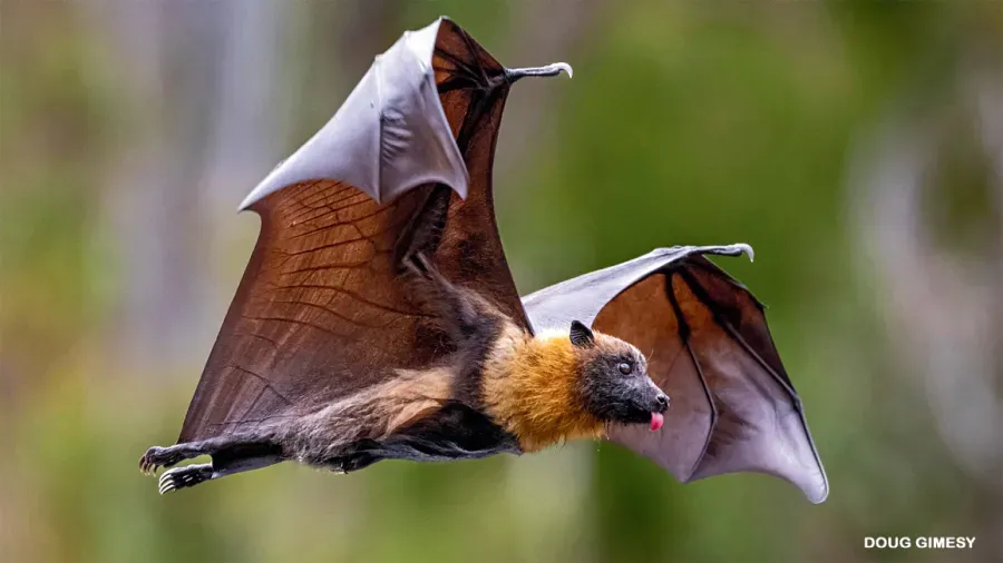 A grey-headed flying fox in flight, showing its brown and gold fur, dark wings, and a tiny bit of its pink tongue.