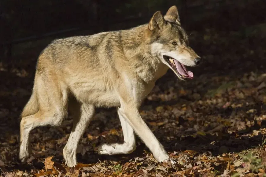 A gray wolf walking across a bed of fallen brown leaves in a dark, forested environment.