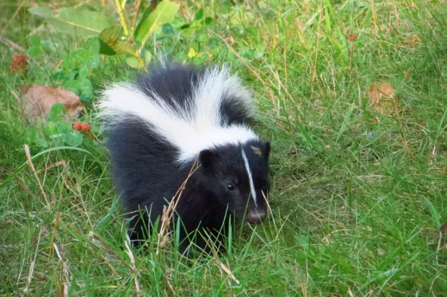 A small skunk with a white stripe on its head and back standing in green grass.