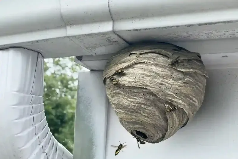 A gray, paper-like hornet's nest attached to the corner of a white house gutter with a wasp flying near the entrance.