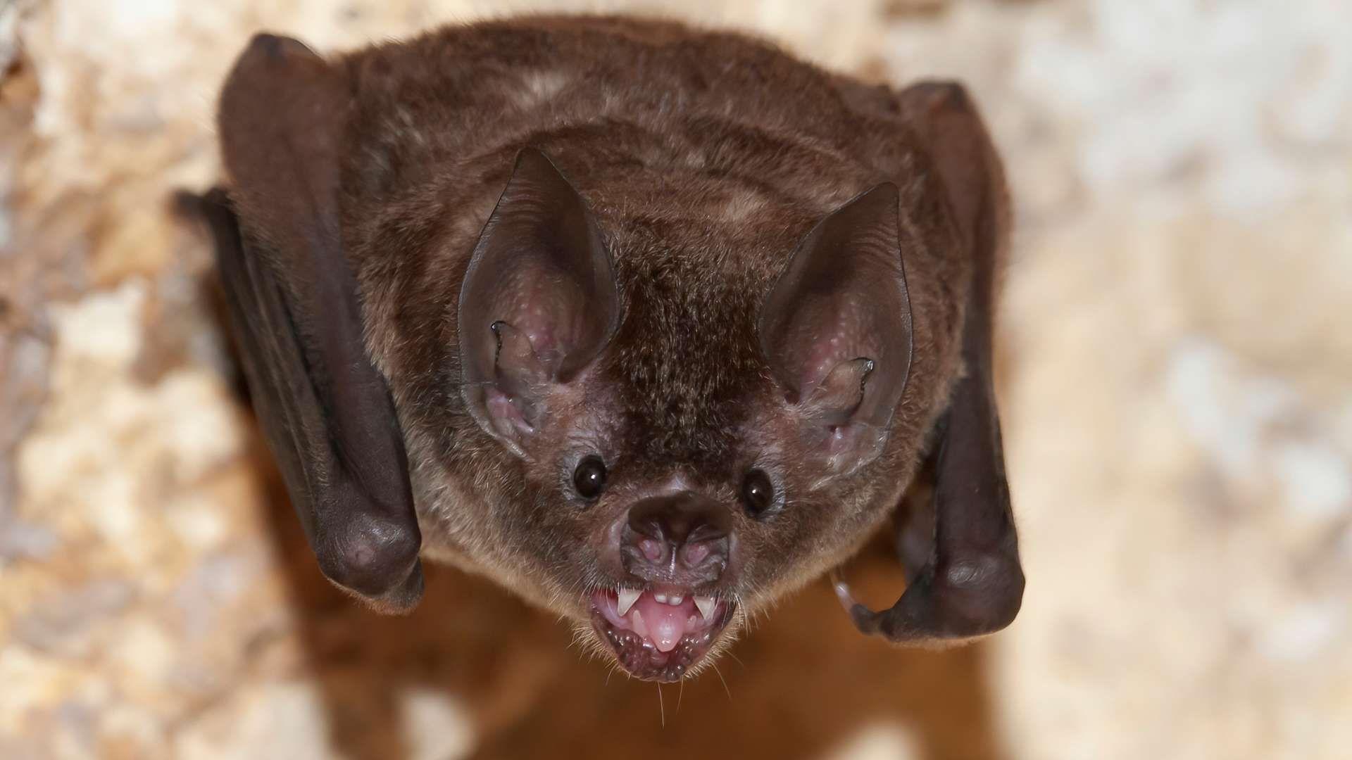 A brown bat hangs upside down, facing the camera with its mouth open, revealing small sharp teeth.