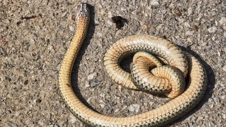 A light tan garter snake tied in a knot on a gravel surface.