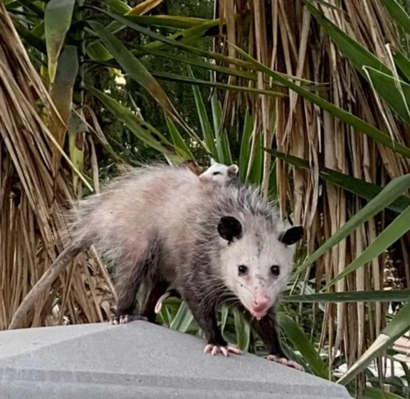 A mother opossum stands on a concrete post, carrying a tiny baby opossum on her back among green palm fronds.