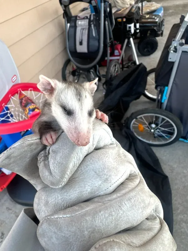 A small, white and gray opossum held in a person's gloved hand, with baby strollers and a toy basketball hoop nearby.