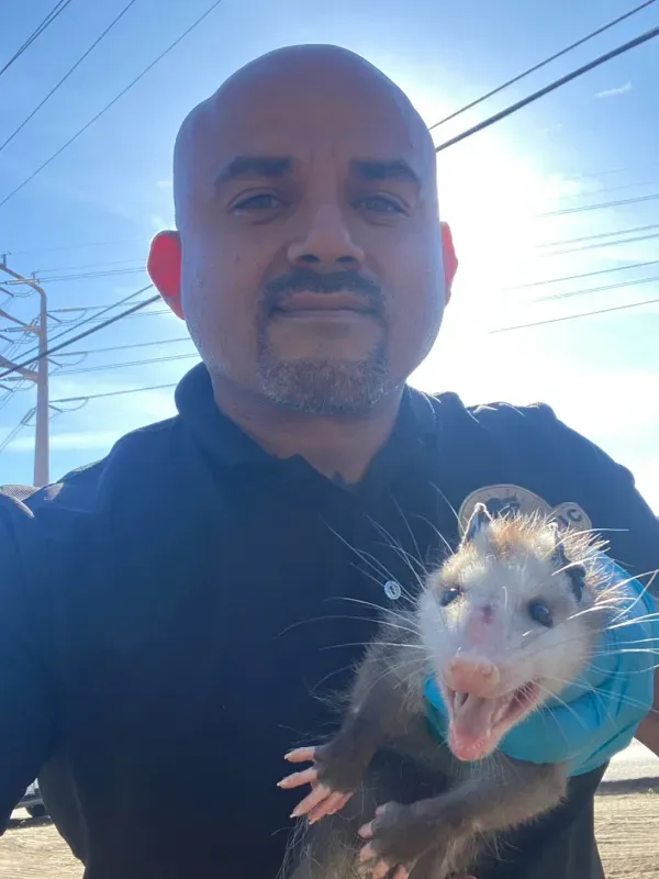 A person wearing blue gloves holds a small, wide-eyed opossum against a bright sky background.