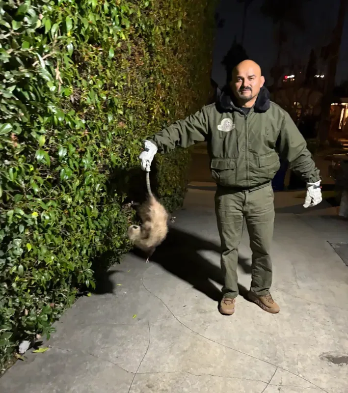 A man in a green uniform stands on a walkway at night, holding an opossum by its tail next to a large hedge.