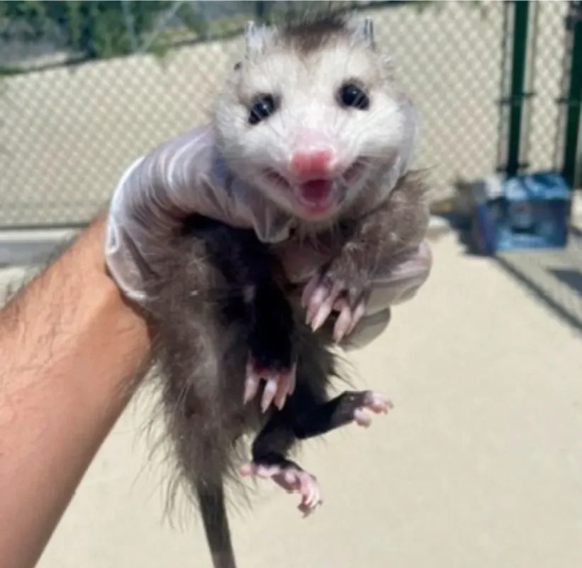 A hand in a white glove holds a small, wide-eyed opossum with dark fur and a light face against a chain-link fence background.