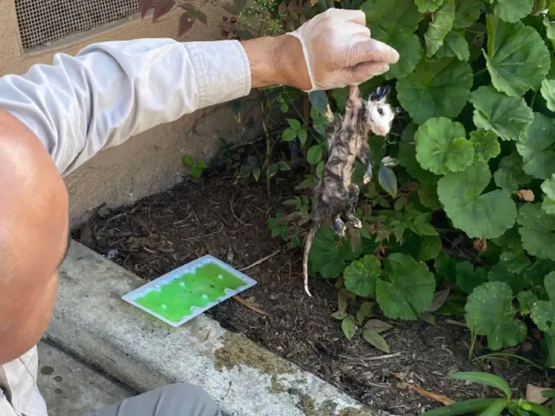 A person wearing a glove holds a small, trapped animal by the tail near a green glue trap and garden foliage.