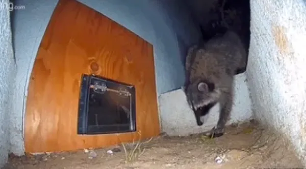 A raccoon enters a dark, cave-like enclosure through a small pet door mounted on a wooden panel.
