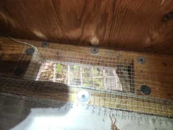 A rectangular vent opening in a wooden structure, covered by a wire mesh screen and secured with several metal washers.