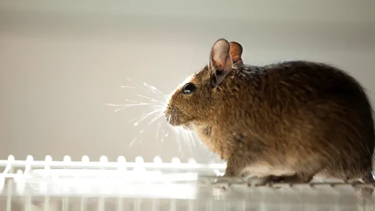 A brown degu standing on a wire cage floor, profile view, illuminated by soft backlight emphasizing its whiskers.
