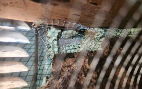 A close-up view of an animal enclosure showing green foam insulation behind wire mesh next to a wooden structure.