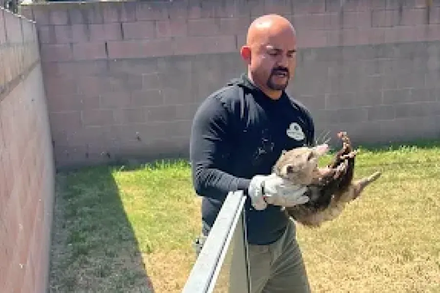 A person wearing gloves holds a small, light-colored opossum in an outdoor yard with a cinder block wall.