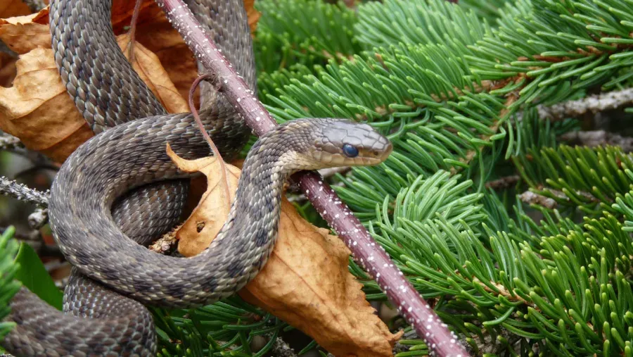 A dark-scaled garter snake coiled on a branch among green pine needles and brown leaves.