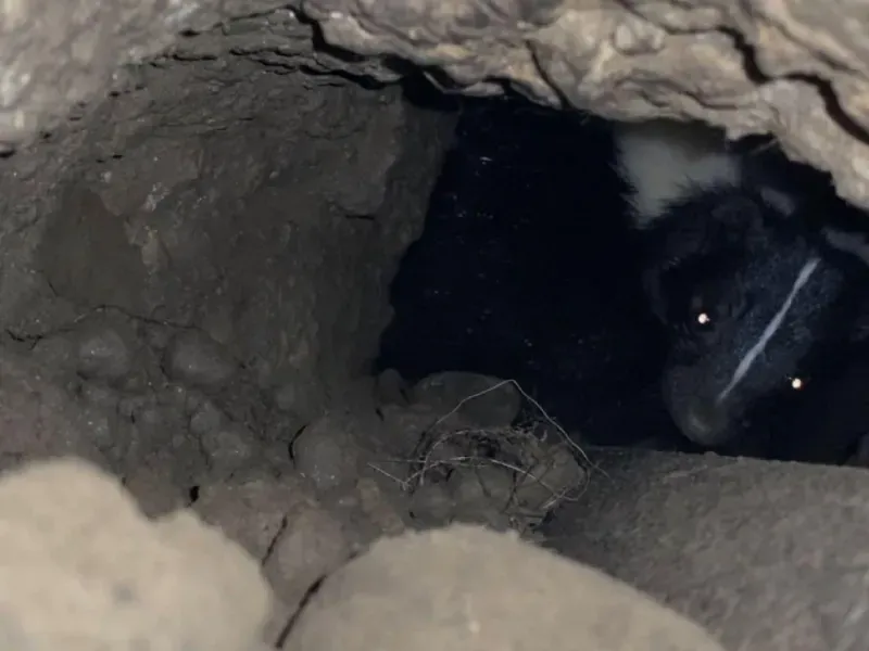 A black and white skunk peering from inside a dark, dirt-walled underground den.