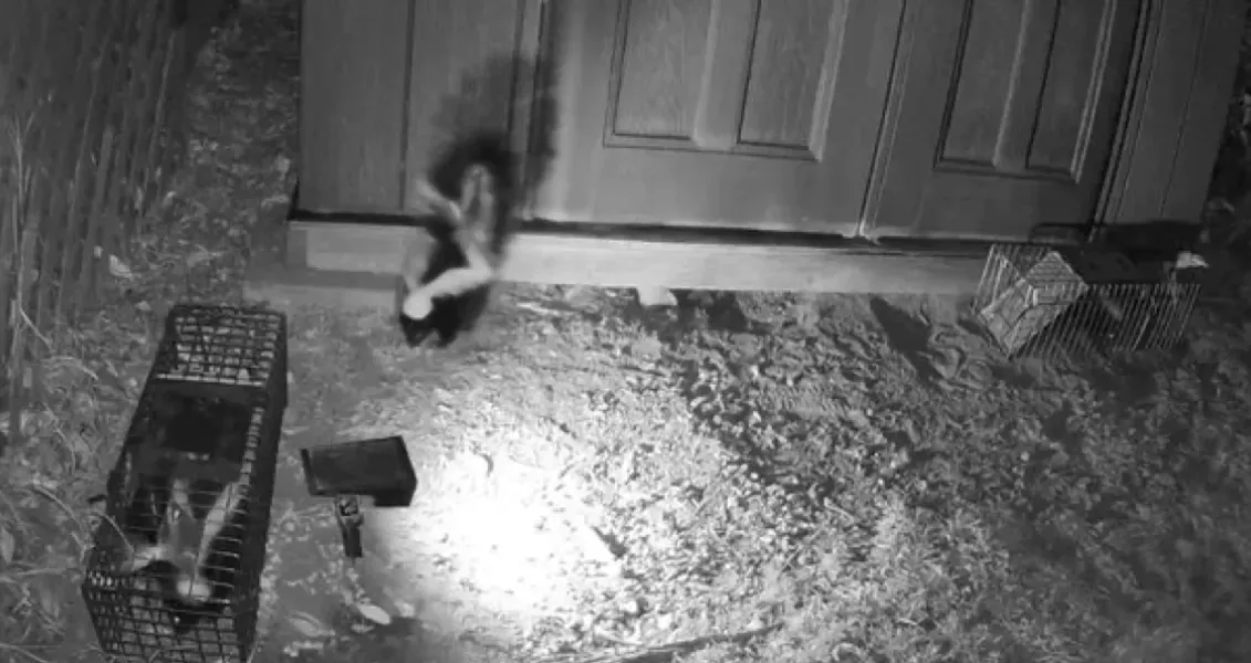 A nocturnal security camera view showing a small animal in a metal cage trap and a blurry, dark creature near a doorway.