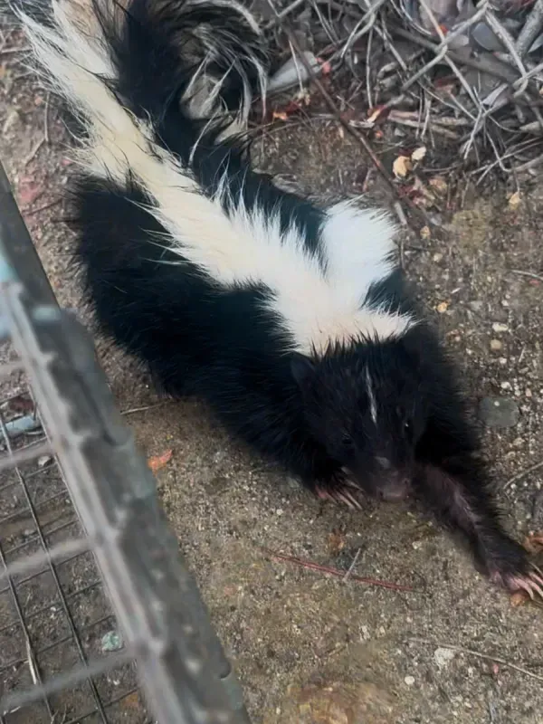 A striped skunk with black and white fur, positioned near a wire fence on a dirt surface.