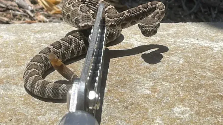 A rattlesnake being held safely behind the head by a metal snake tong tool on a concrete surface.