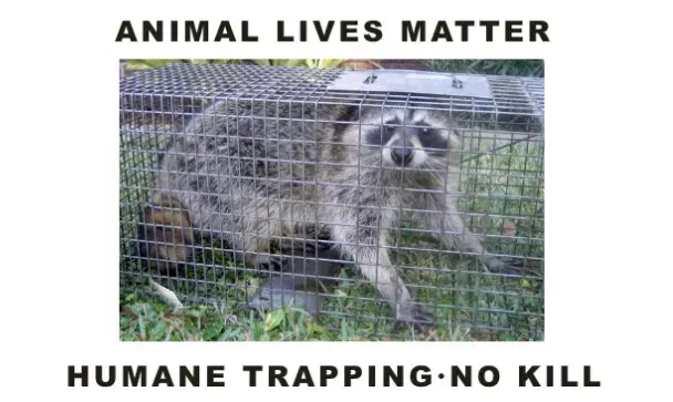 A raccoon sits inside a wire cage, with text above and below reading 