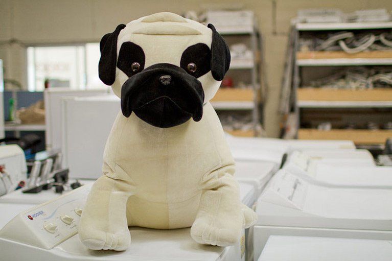 Toy Dog Sits on Top of Washing Machine — Canberra, ACT — Renewed Appliances - Manhos