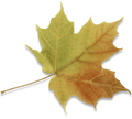 Fallen Leaf Image