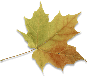 Fallen Leaf Image