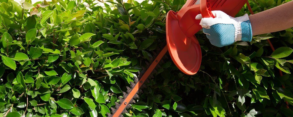 Hedge Trimmer — Sydney, NSW — Liverpool Mowers ’N More