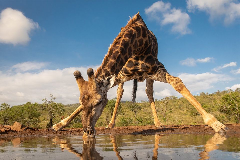 giraffe drinking water