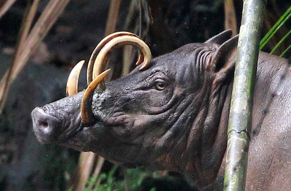 The Sulawesi babirusa wild pig