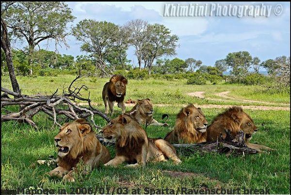 wild lions