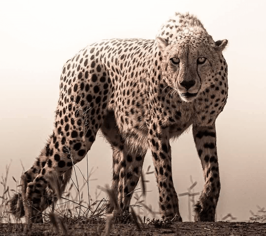 cheetah