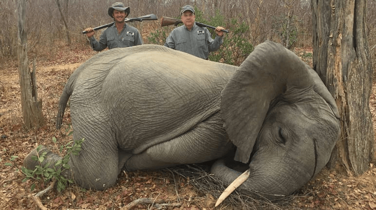 elephant killed