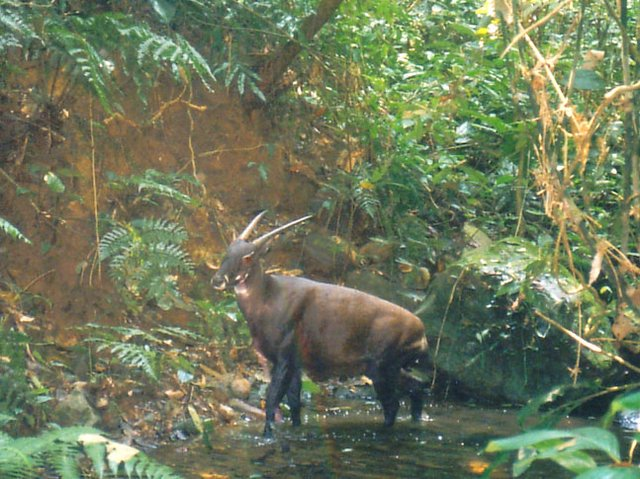 Saola or Asian unicorn