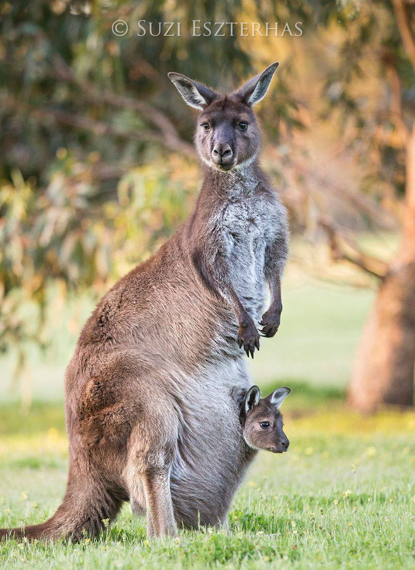 How the kangaroo got her pouch – an Aboriginal story (Australia)