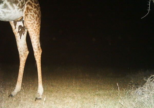 giraffe yellow billed ox peckers