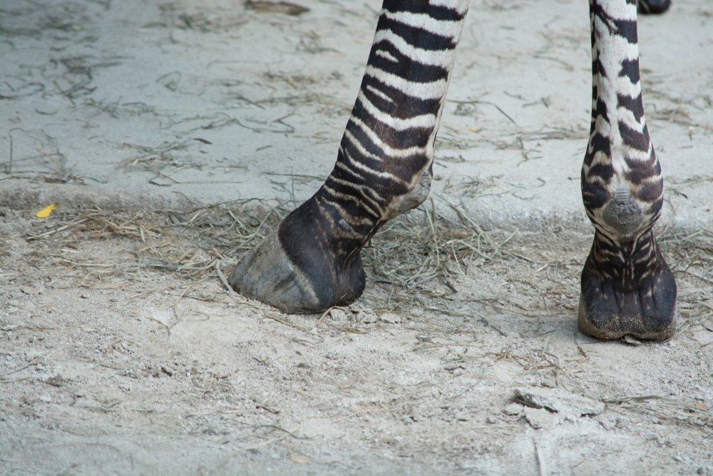 This image is a close up view showing the detail of a zebra's hooves, and the stripes on its legs.