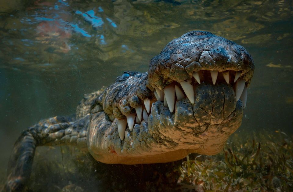 Saltwater amercan crocodile closeup underwater shot